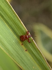 Euscelus