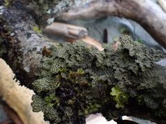 Pseudocyphellaria