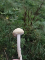 Agrocybe molesta