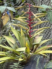 Tillandsia fendleri
