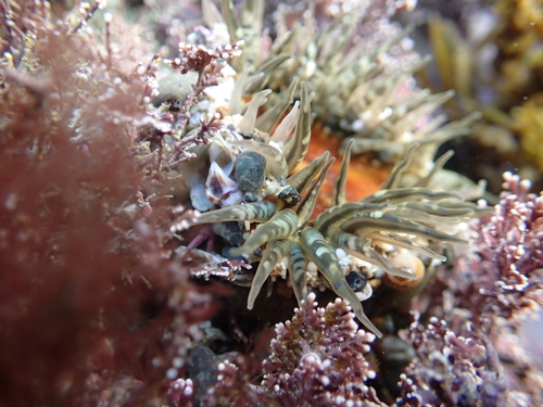 Speckled rock anemone, photo 4 of 8
