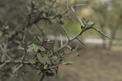 Sarcomphalus obtusifolius