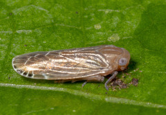 Plectoderini
