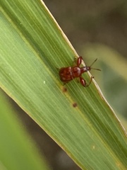 Euscelus