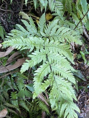 Tectaria gaudichaudii