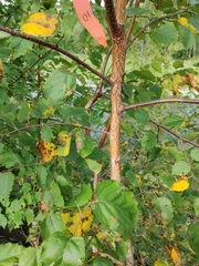 Betula papyrifera