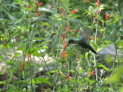 Chlorostilbon lucidus