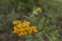 Psilostrophe gnaphalodes