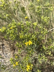 Gutierrezia sarothrae