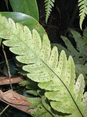 Tectaria gaudichaudii