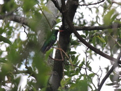 Chlorostilbon lucidus