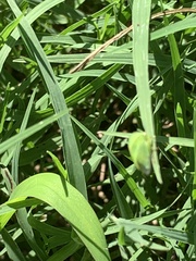 Spissistilus festinus