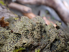 Pseudocyphellaria