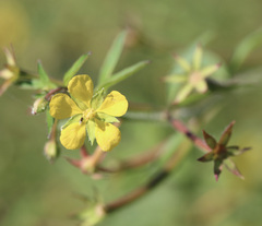 Ludwigia leptocarpa