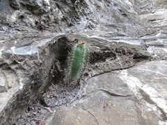 Cactoideae