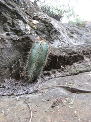 Cactoideae