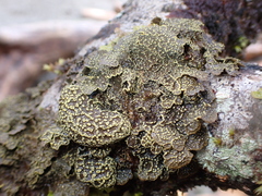 Pseudocyphellaria