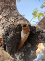 Nannotrigona testaceicornis