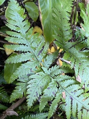 Tectaria gaudichaudii