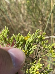 Gutierrezia sarothrae