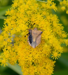 Carpocoris fuscispinus