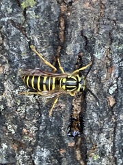 Vespula squamosa