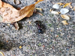 Camponotus herculeanus
