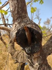 Nannotrigona testaceicornis