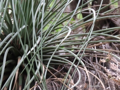 Asparagaceae