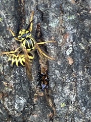 Vespula squamosa