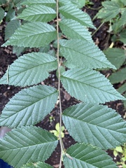 Ulmus parvifolia
