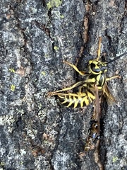 Vespula squamosa