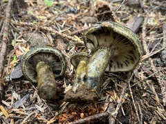 Lactarius olivaceoumbrinus
