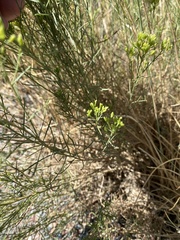 Gutierrezia sarothrae