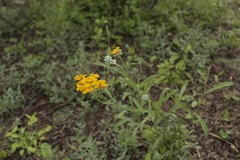 Psilostrophe gnaphalodes