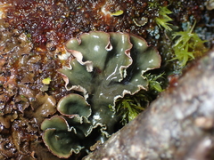 Peltigeraceae