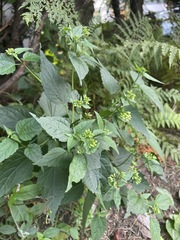 Ageratina