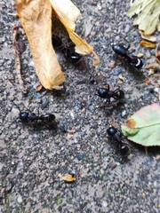 Camponotus herculeanus