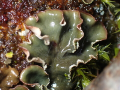 Peltigeraceae