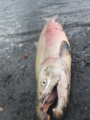 Oncorhynchus kisutch