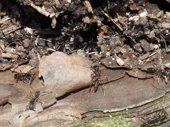 Odontomachus haematodus