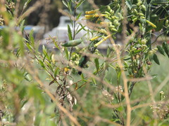 Chlorostilbon lucidus