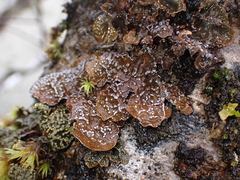 Lobaria anomala
