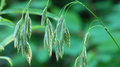 Bromus kalmii