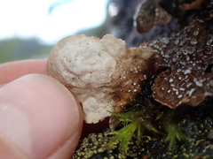 Lobaria anomala