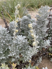 Artemisia stelleriana