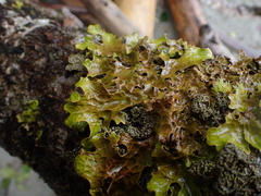 Lobaria pulmonaria