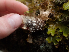 Lobaria pulmonaria