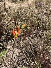 Gladiolus alatus
