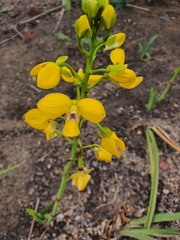 Eulophia speciosa